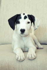 Precioso cachorro de american staffordshire de 3 meses blanco con manchas negras en la cara tumbado de frente mirando a la c&aacute;mara en un sof&aacute;