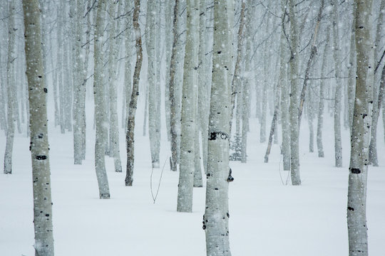 Wasatch Mountains, Utah.photo:Adam Clark