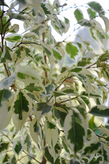 Fototapeta premium green indoor flower on the windowsill
