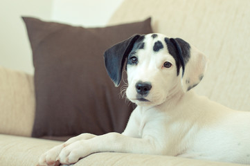 Precioso cachorro de american staffordshire de 3 meses blanco con manchas negras en la cara tumbado en un sofá mirando a cámara de medio lado