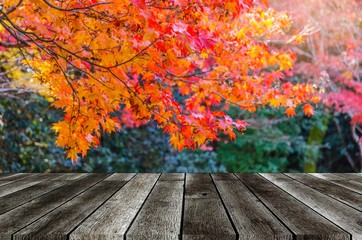 Naklejka na ściany i meble empty modern gray color wooden terrace with blurred view red maple leaves with nature green forest in autumn background, copy space for display of product or object presentation