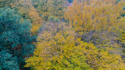 Blätter bekommen eine andere Farbe zum Herbstanfang