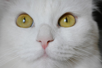 domestic fluffy white cat with yellow eyes lying on the bed