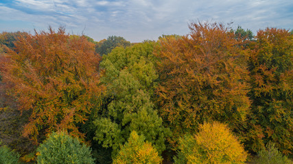 Blätter bekommen eine andere Farbe zum Herbstanfang