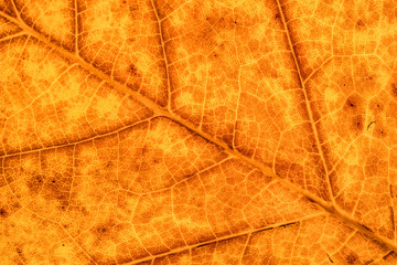 Closeup of yellow and brown autumn leaf. Autumn background or texture