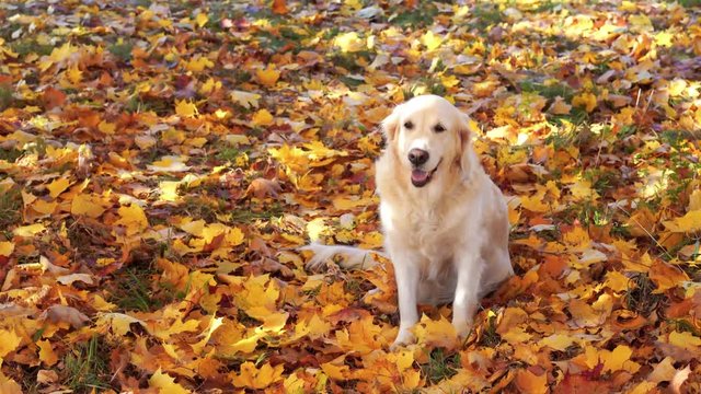 portrait of a beautiful golden retriever in fallen autumn foliage