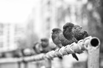 pigeons on a fence