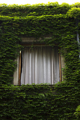Old Tbilisi architecture, window and exterior decor in green plant in summer day