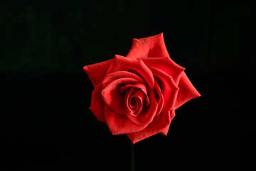 Rose isolated on black background