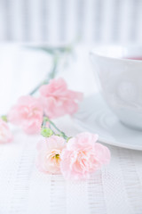 Pink carnation flowers and a cup on a white background