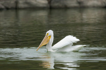 white pelican