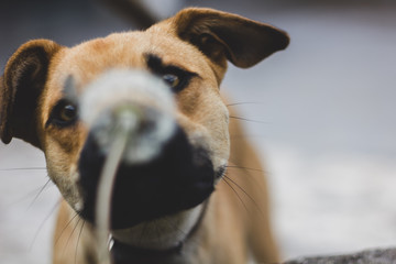 Cachorro e Dente-de-leão