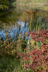 Autumn landscape