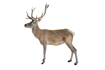 Noble deer isolated