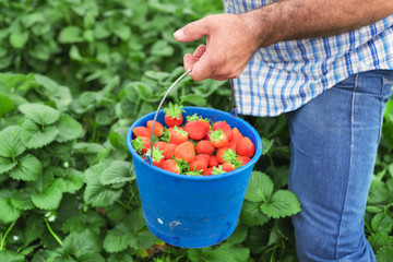 Farmer holding blue bucket in a strawberry field