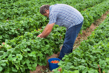 Farmer picking strawberries in a greenhouse