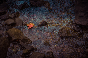 Leaf