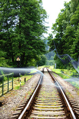 Obraz premium wooden bridge in the forest