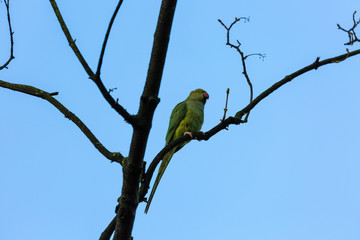 Parrot on branch