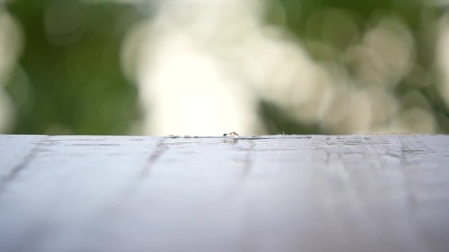 A small strong ant carries a piece of sugar. HD, 1920x1080, slow motion