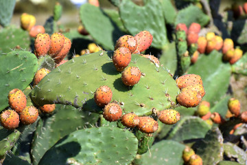 ripe prickly pears on cactus, exotic impressions in sardinia with Prickly pear cactus fruits and leaf