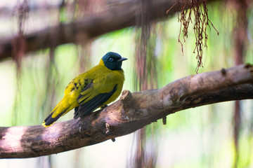 Beautiful blue bird with white brow perching on top of wooden stick over fine blue green background, snowy-browed flycatcher (Ficedula hyperythra)
