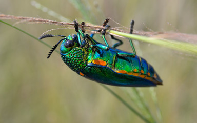 Jewel beetle in field macro shot