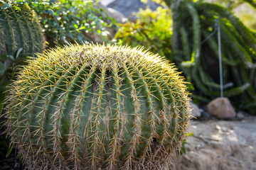 Cactus in the Judean desert