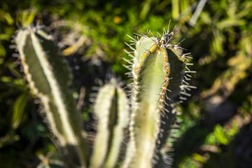 Cactus in the Judean desert
