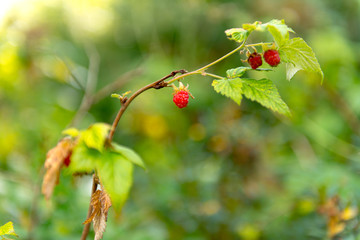 Raspberries in the forest.