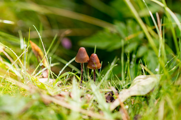 mushrooms Summer in the Incles Valley, Andorra. Vall d´Incles, Andorra