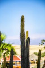 Cactus in the Judean desert