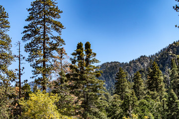 Aerial view of Forest Falls and Oak Creek in the San bernardino Mountains and National Forest with blue sky, green and yellow trees and plants