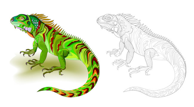 Fantasy illustration of cute green lizard iguana. Colorful and black and  white page for coloring book. Worksheet for children and adults. Vector  cartoon image. Stock Vector | Adobe Stock
