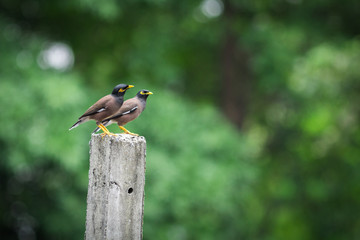 The common Myna.