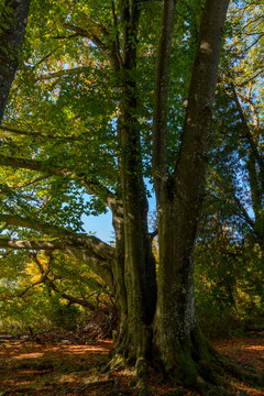 Buchenbaum im Herbst mit gr&uuml;n-gelben Bl&auml;ttern