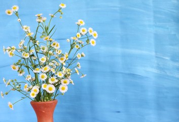White flower in vase on blue background