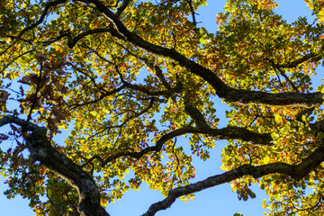 Gelbe Laubfarbe der Eiche mit Ästen bei blauen Himmel