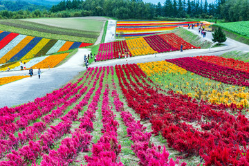 shikisai-no-oka Farm beautiful flowers farm colorful hill at Biei, Hokkaido, Japan - obrazy, fototapety, plakaty