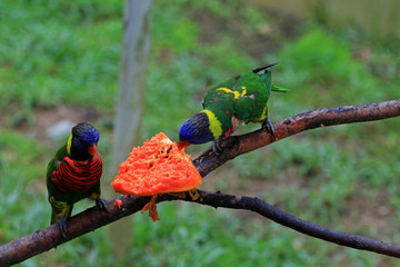 Rainbow lorikeet, Kuala Lumpur, Malaysia