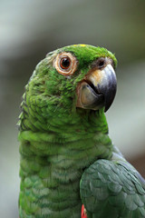 Amazon parrot, Kuala Lumpur, Malaysia