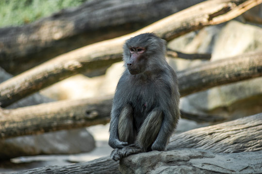 Portrait of monkey sitting alone on the tree