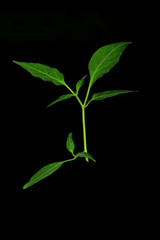 branch of chili pepper with green leaves isolated on black