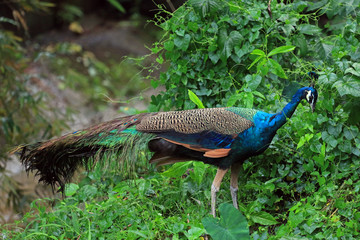Naklejka premium Peacock, Kuala Lumpur, Malezja