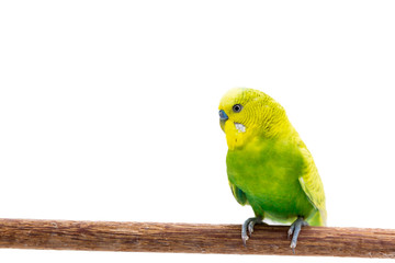 Yellow and green budgie, Budgerigar Bird