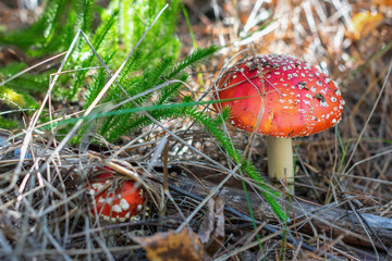 Fly Agaric mushroom. Amanita muscaria.
