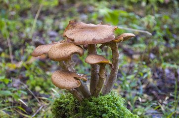 Forest honey agarics, edible. Aging mushroom family.