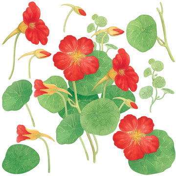 Nasturtium Watercolor Isolated