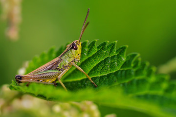 Grashüpfer
