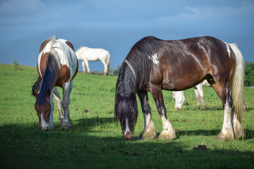 Beautiful Pinto and brown Horses grazing in a meadow and eating grass  in a green field in springtime